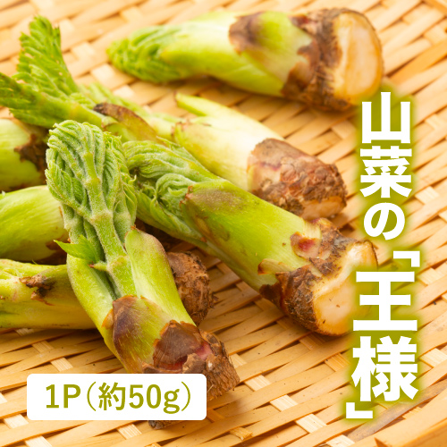 たらの芽（山形県産）