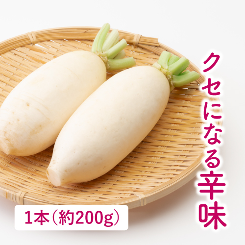 辛味大根 （群馬県産）