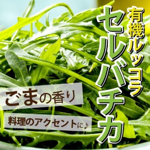 有機ルッコラセルバチカ（茨城県産）