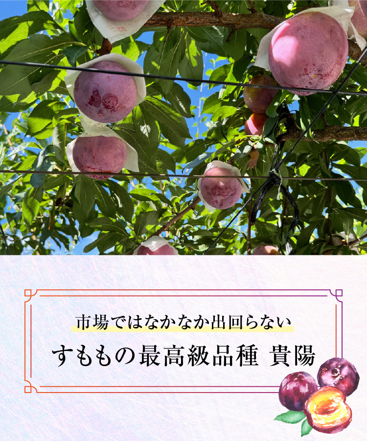 【産地直送】菊島さんの『大玉すもも 貴陽』（山梨県産）