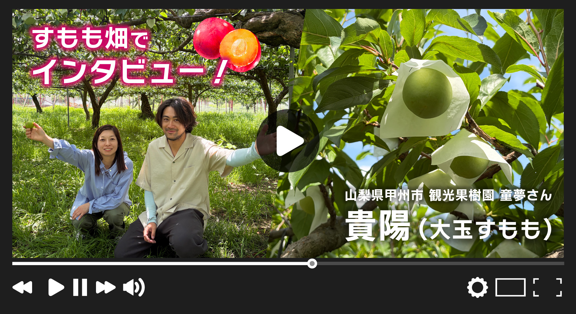 【産地直送】菊島さんの『大玉すもも 貴陽』（山梨県産）