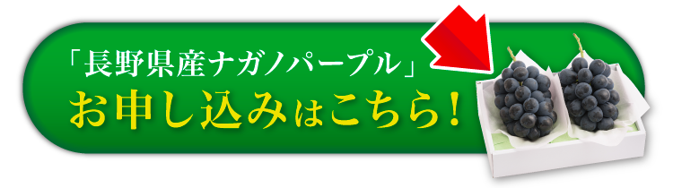 【産地直送】ナガノパープル 2房（長野県産）