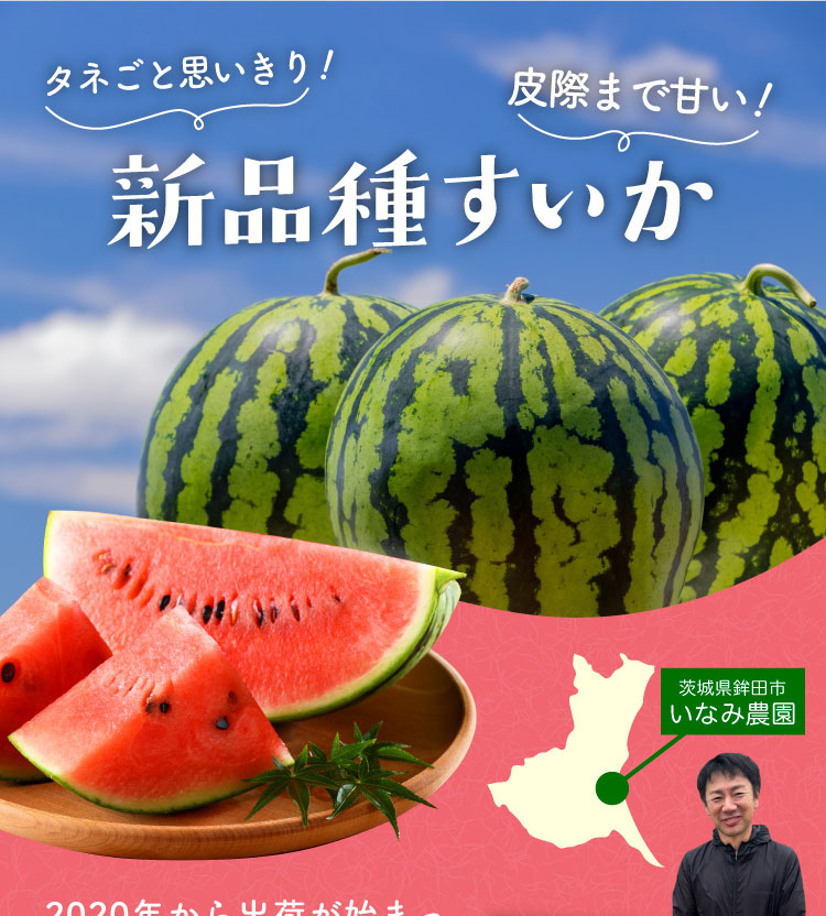 【バイヤー厳選】いなみ農園さんの『ピノ・ガール』（茨城県産）