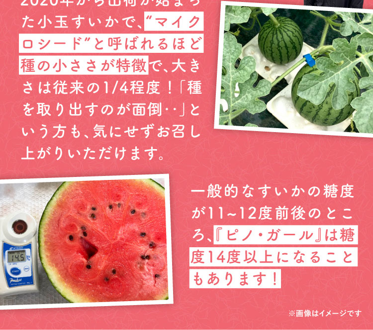 【バイヤー厳選】いなみ農園さんの『ピノ・ガール』（茨城県産）