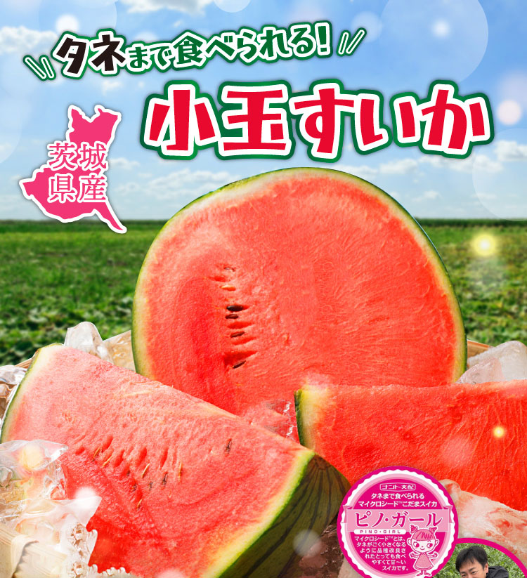 【バイヤー厳選】いなみ農園さんの『ピノ・ガール』（茨城県産）