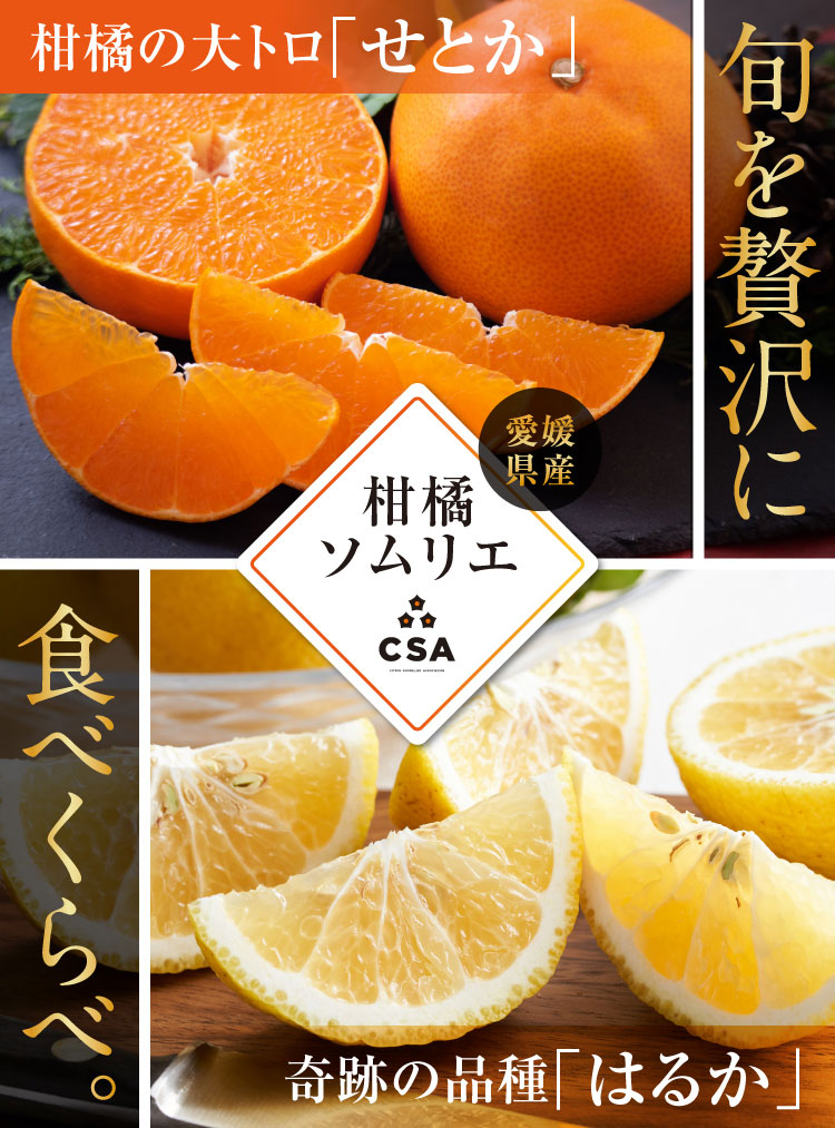 【産地直送】柑橘ソムリエの『せとか・はるか（ご家庭用）』（愛媛県産）
