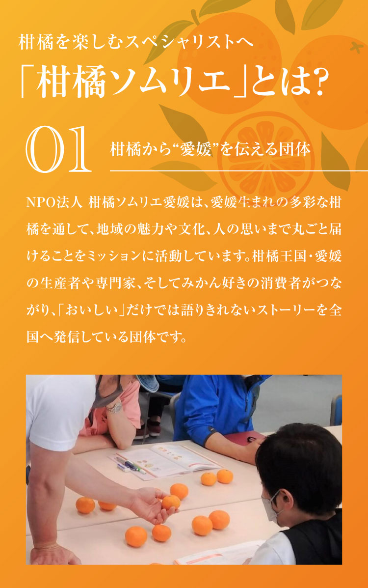 【産地直送】柑橘ソムリエの『せとか・はるか（ご家庭用）』（愛媛県産）