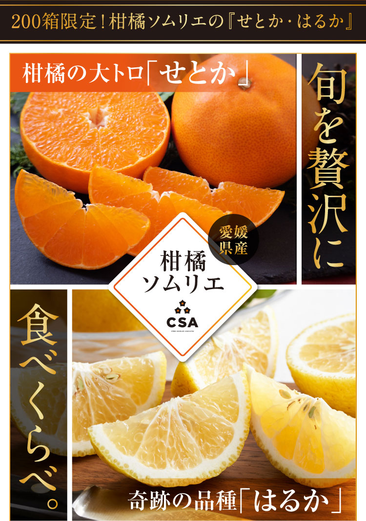 【産地直送】柑橘ソムリエの『せとか・はるか（ご家庭用）』（愛媛県産）