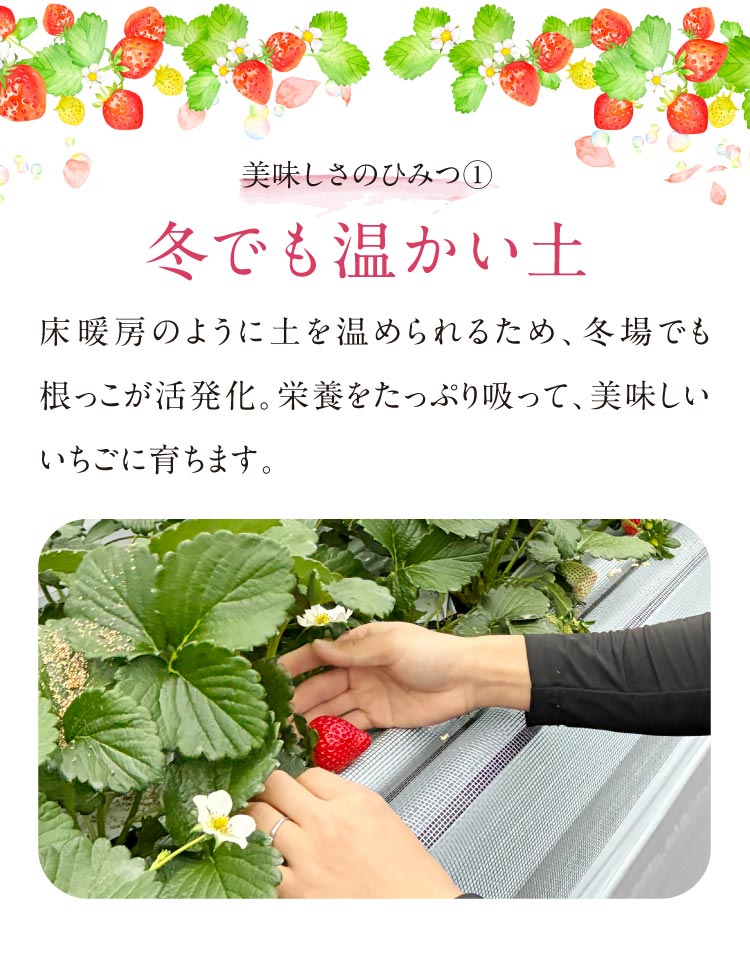 【産地直送】増田さんのいちご『あまりん』（埼玉県産）