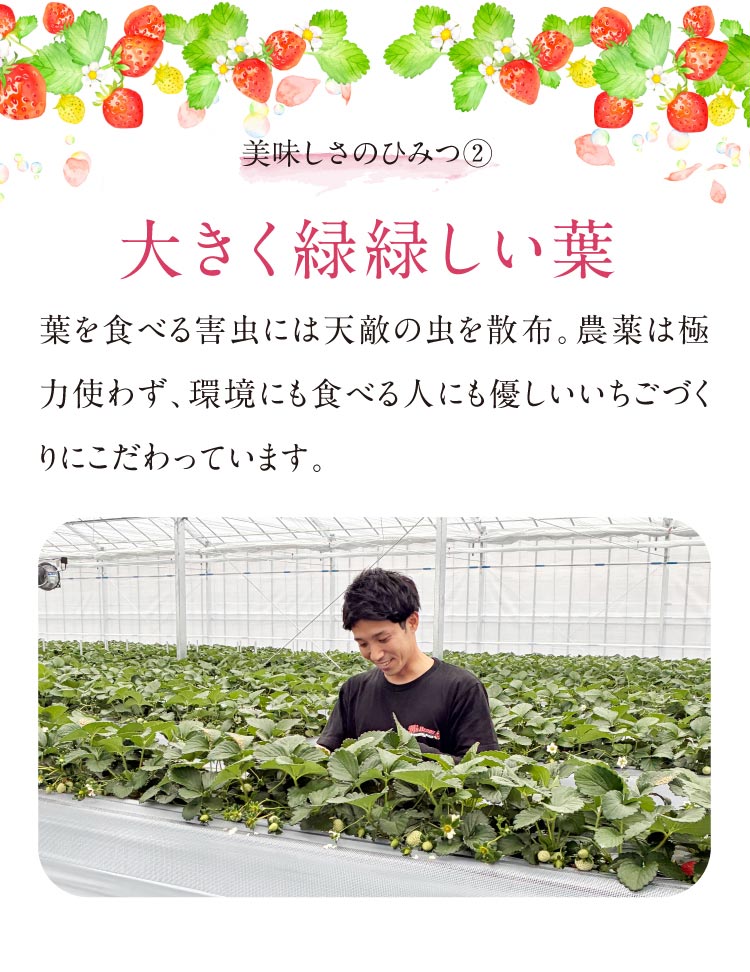 【産地直送】増田さんのいちご『あまりん』（埼玉県産）