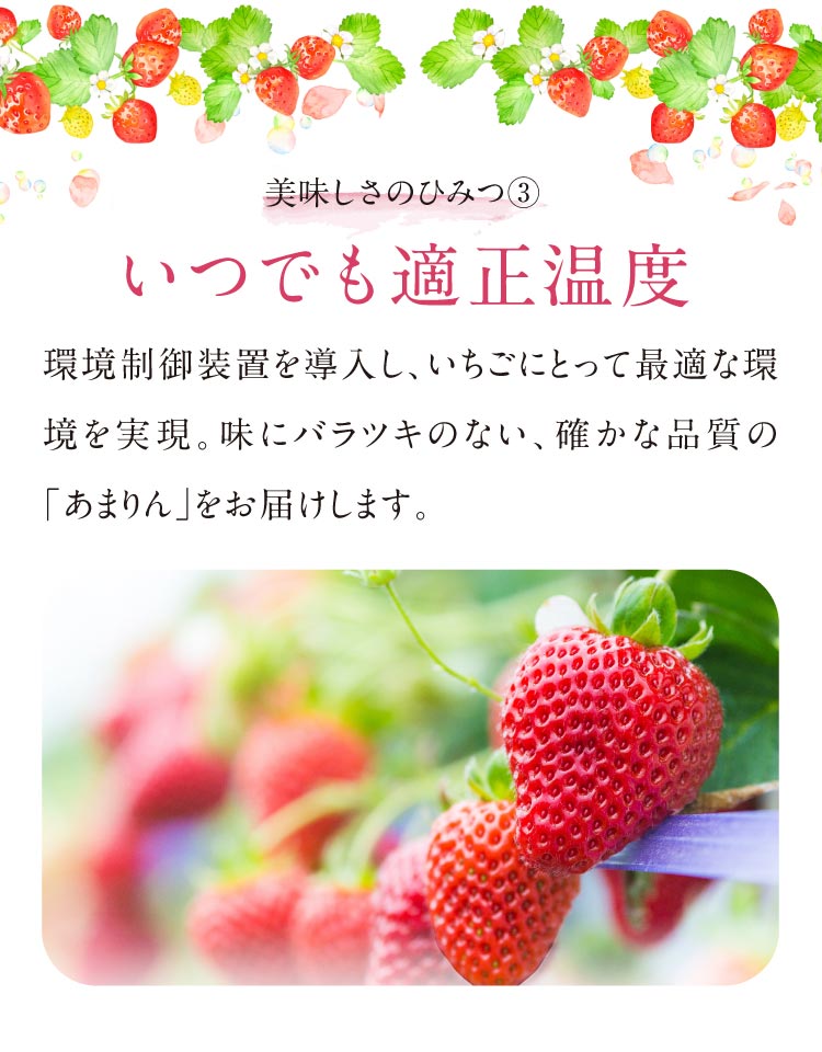 【産地直送】増田さんのいちご『あまりん』（埼玉県産）
