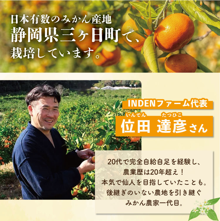 【産地直送】位田さんの青島みかん（静岡県産）