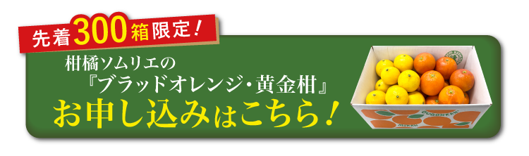【産地直送】柑橘ソムリエの『ブラッドオレンジ・黄金柑』（愛媛県産）