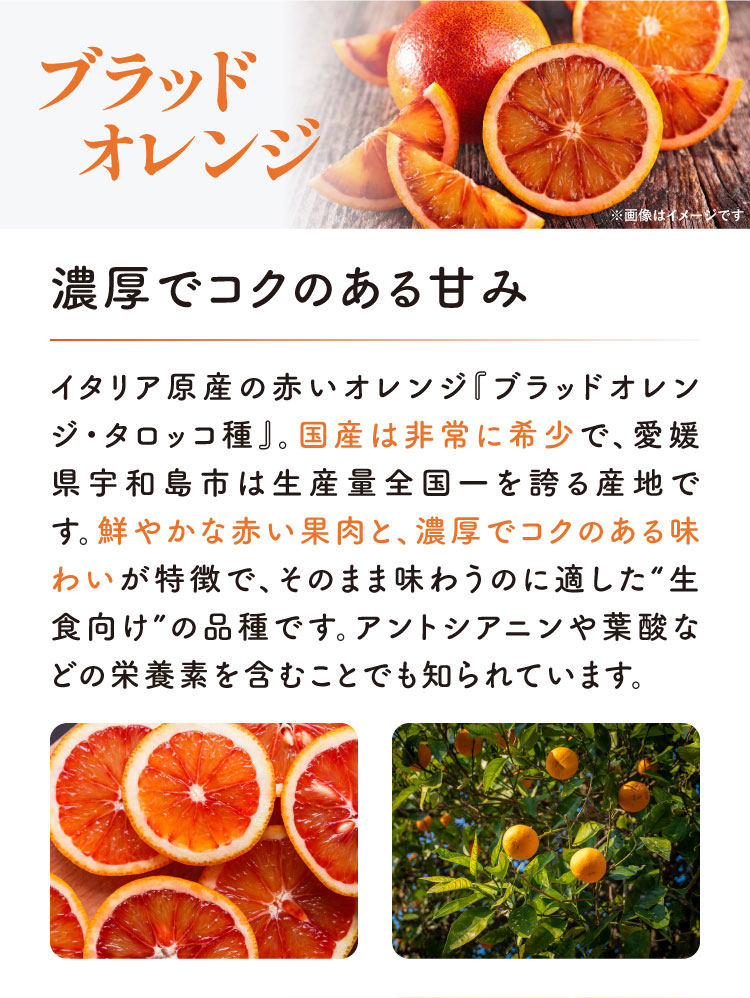【産地直送】柑橘ソムリエの『ブラッドオレンジ・黄金柑』（愛媛県産）