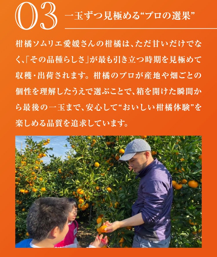 【産地直送】柑橘ソムリエの『ブラッドオレンジ・黄金柑』（愛媛県産）