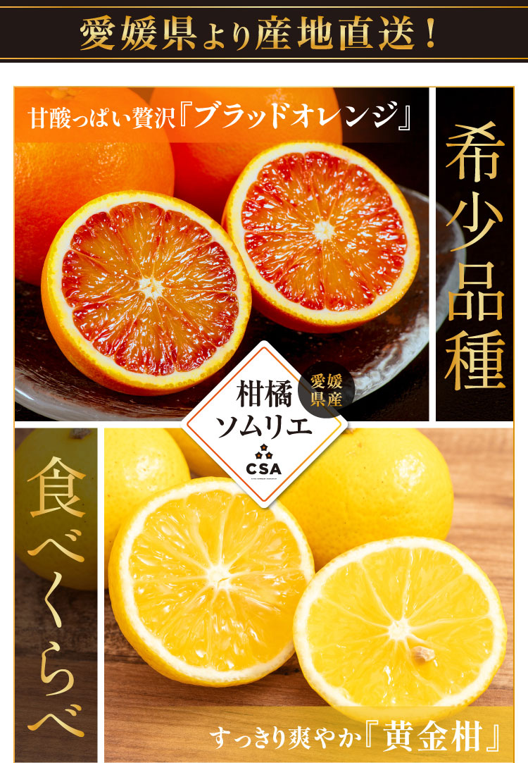 【産地直送】柑橘ソムリエの『ブラッドオレンジ・黄金柑』（愛媛県産）