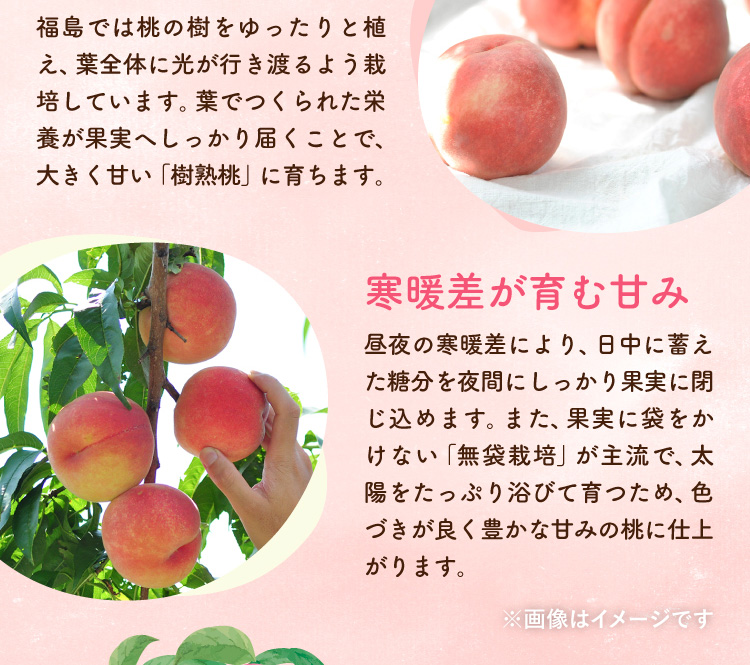 【産地直送】夏のごちそう『伊達の白桃』（福島県産）