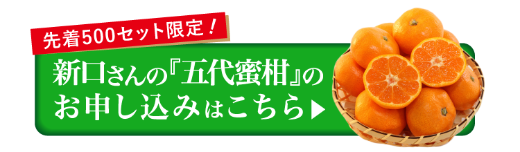 【産地直送】新口農園さんが育てた五代蜜柑（愛媛県産）