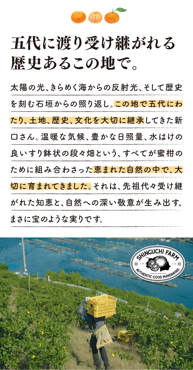 【産地直送】新口農園さんが育てた五代蜜柑（愛媛県産）