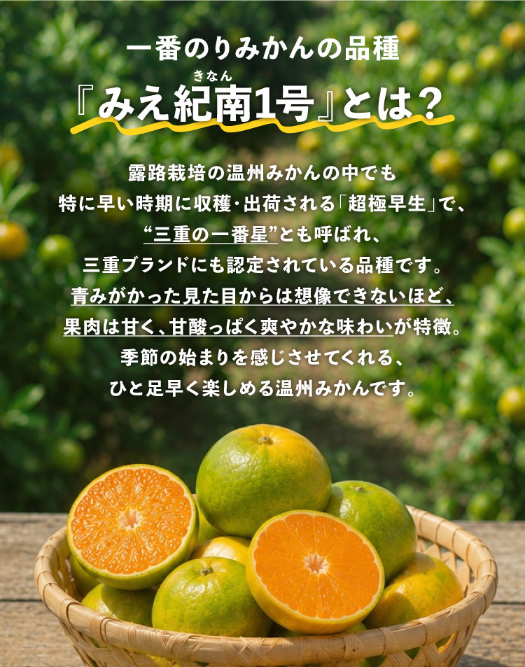 【産地直送】岡農園さんの『一番のりみかん』（三重県産）