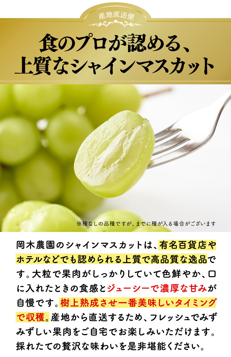 【産地直送】採れたて！岡木農園さんの木熟シャインマスカット（長野県産）