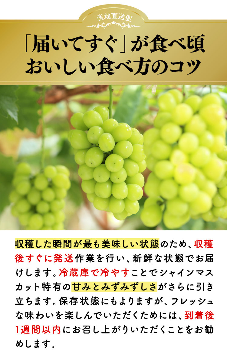 【産地直送】採れたて！岡木農園さんの木熟シャインマスカット（長野県産）