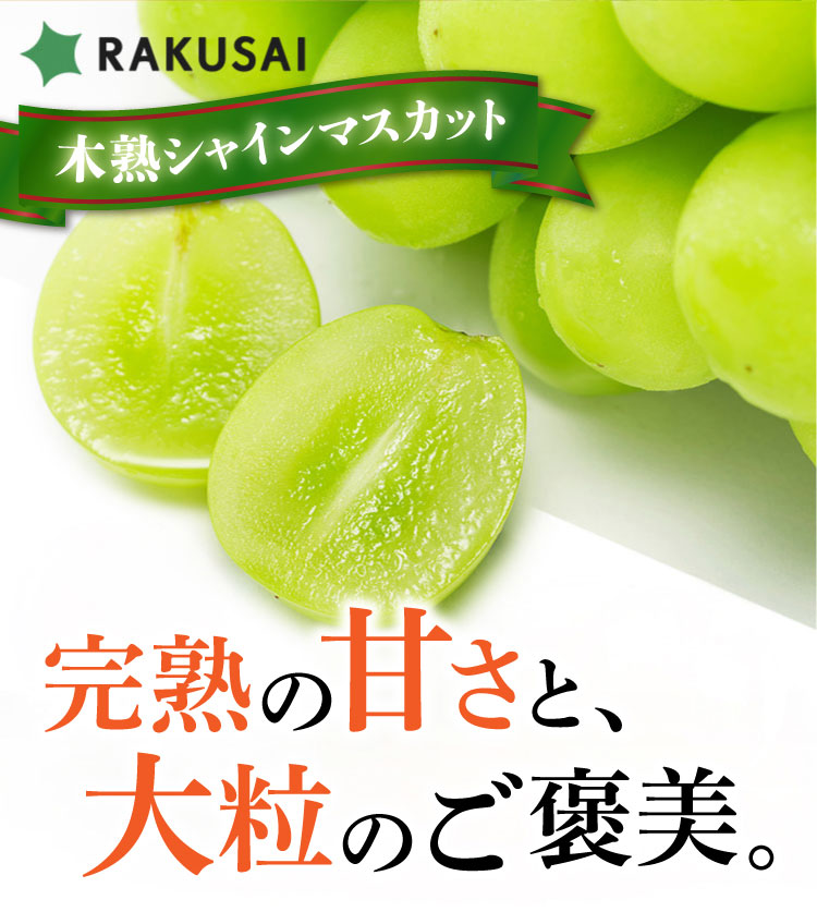 【産地直送】採れたて！岡木農園さんの木熟シャインマスカット（長野県産）