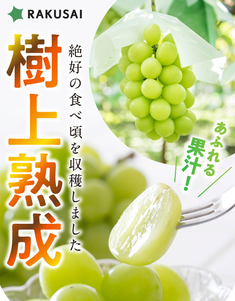 【産地直送】岡木農園さんの『木熟シャインマスカット』（長野県産）