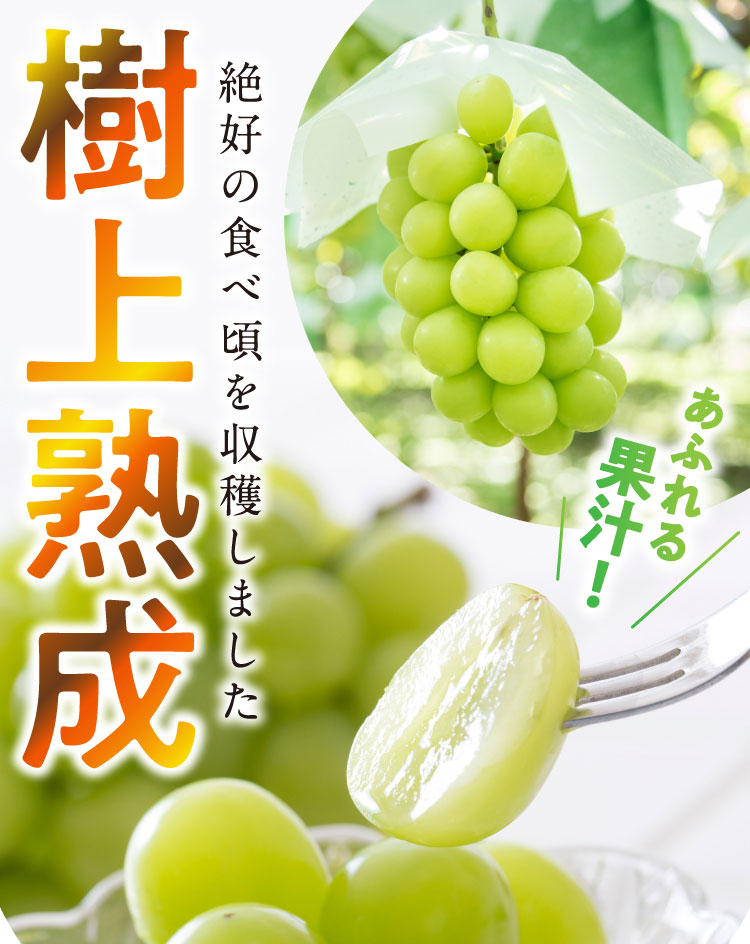 【産地直送】岡木農園さんの『木熟シャインマスカット』（長野県産）
