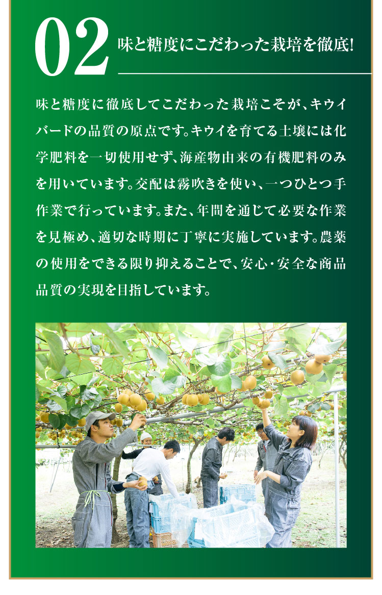 【産地直送】キウイバードさんが作ったキウイのたまご（愛媛県産）