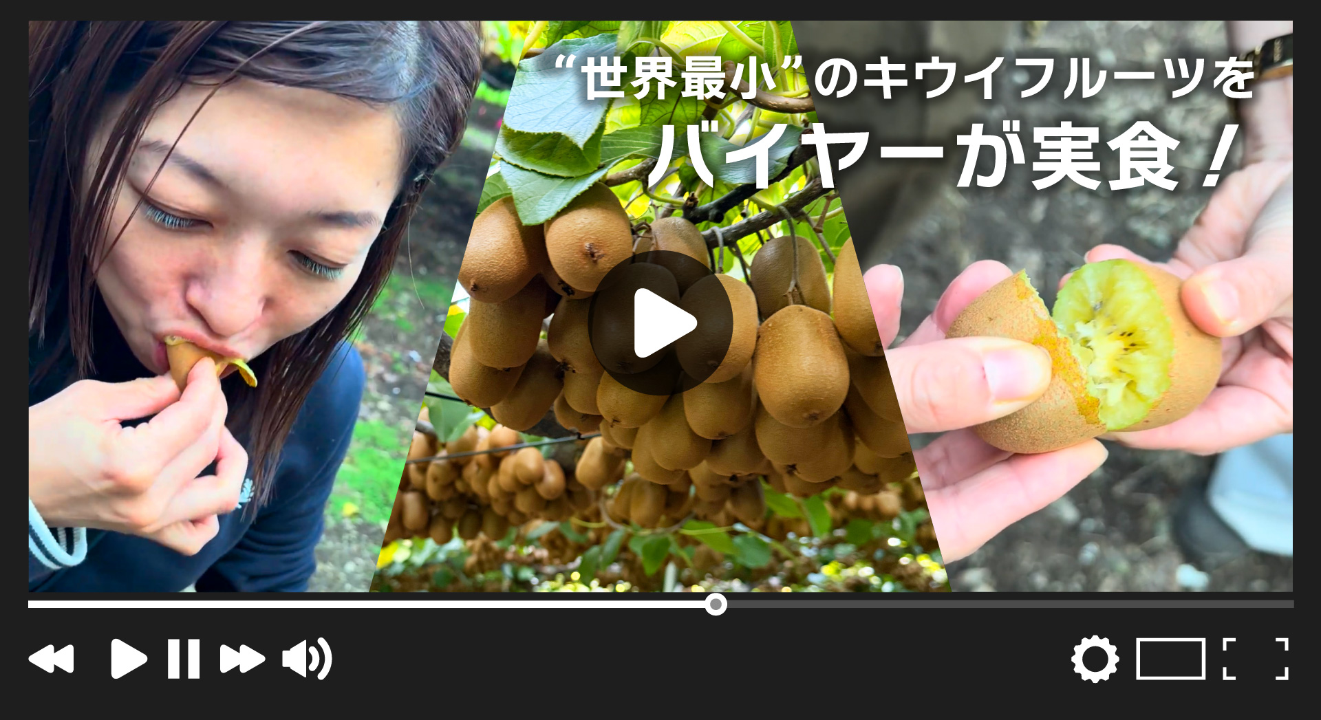 【産地直送】キウイバードさんが作ったキウイのたまご（愛媛県産）