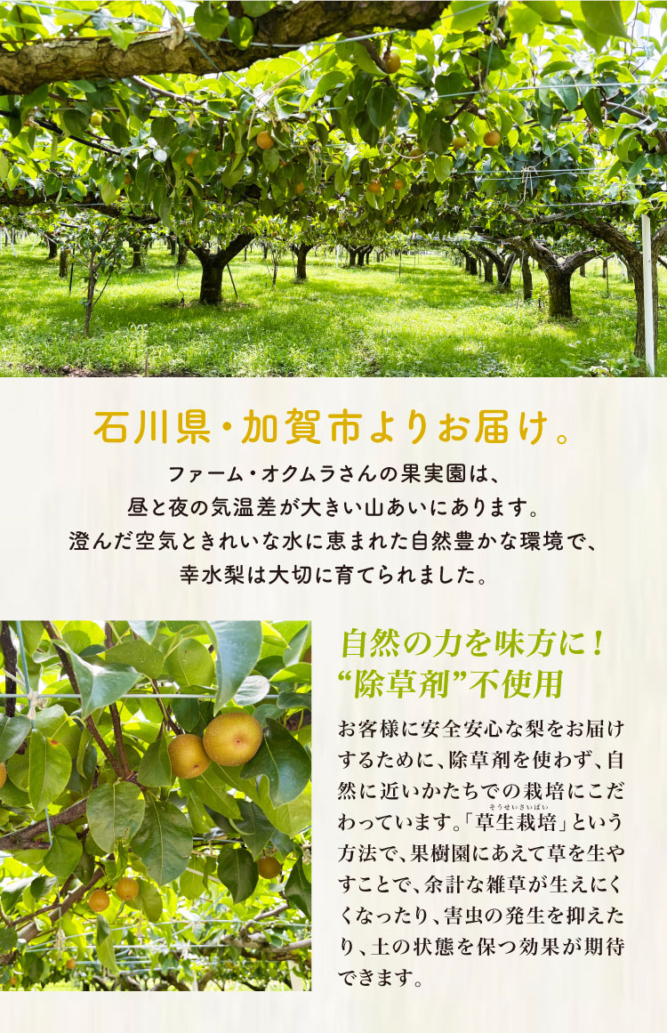 【産地直送】ファーム・オクムラさんの幸水梨（石川県産）
