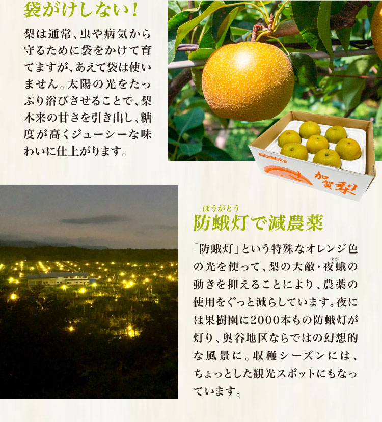 【産地直送】ファーム・オクムラさんの幸水梨（石川県産）