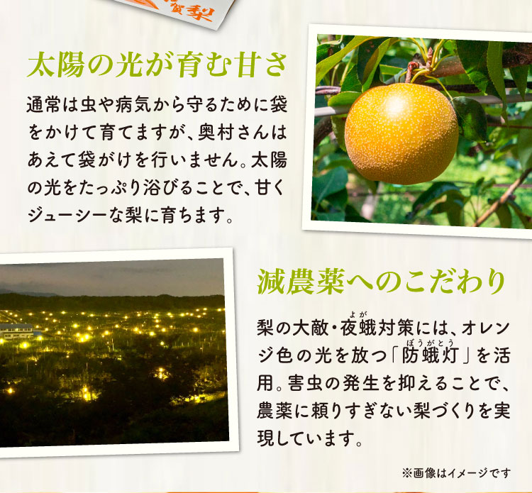 【産地直送】自然栽培にこだわった 奥村さんの『幸水梨』（石川県産）
