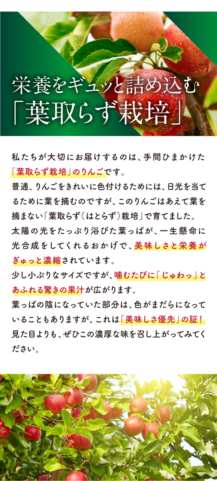 【バイヤー厳選】希少な品種 こうとくりんご（青森県産）