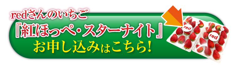 【産地直送】redさんのいちご『紅ほっぺ・スターナイト』（京都府産）
