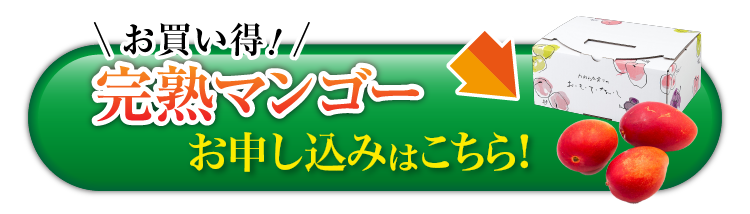 【早割】お買い得！完熟マンゴー（熊本県産）