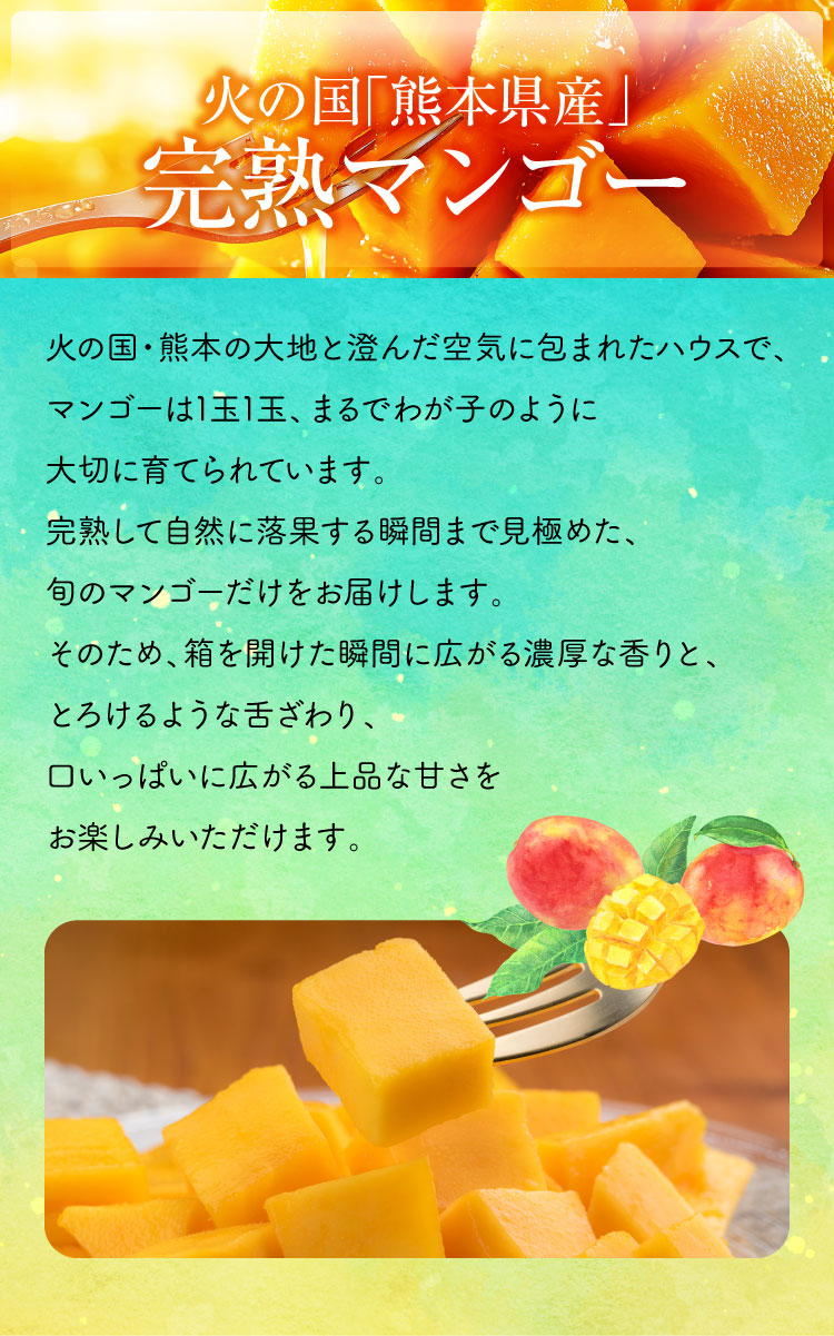 【早割】お買い得！完熟マンゴー（熊本県産）