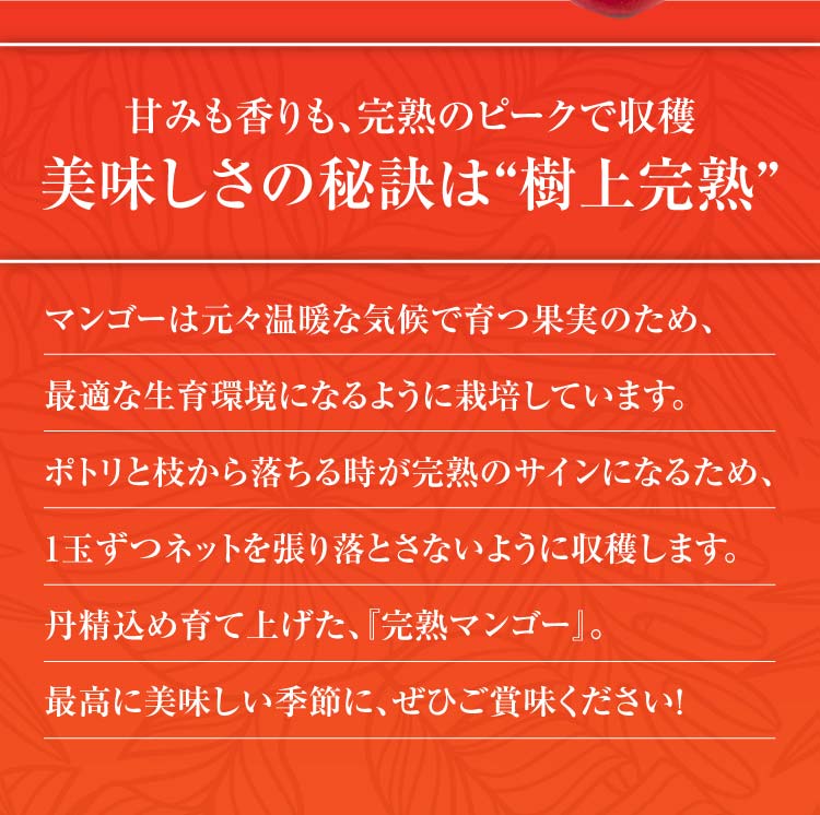 【早割】お買い得！完熟マンゴー（熊本県産）