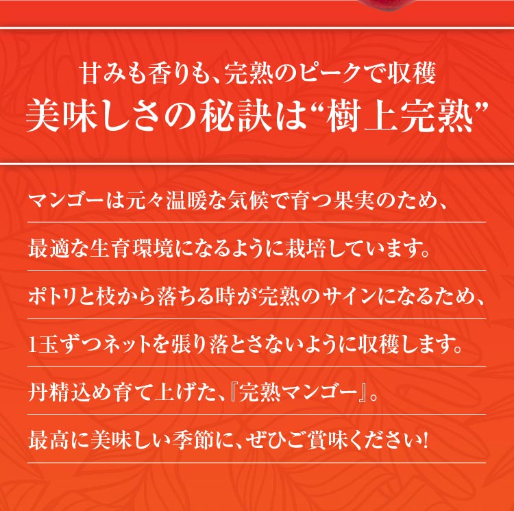 【バイヤー厳選】お買い得！完熟マンゴー（熊本県産）