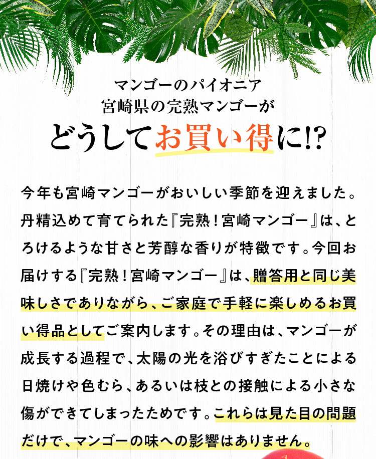 【バイヤー厳選】完熟！宮崎マンゴー（宮崎県産）