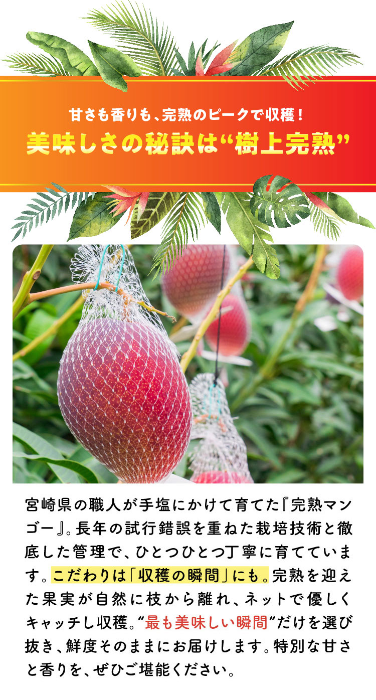 【バイヤー厳選】完熟！宮崎マンゴー（宮崎県産）