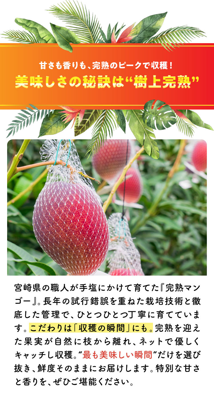 バイヤー厳選】完熟！宮崎マンゴー（宮崎県産）追加販売