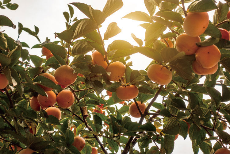 【バイヤー厳選】とろける食感！希少品種 紋平柿（石川県産）