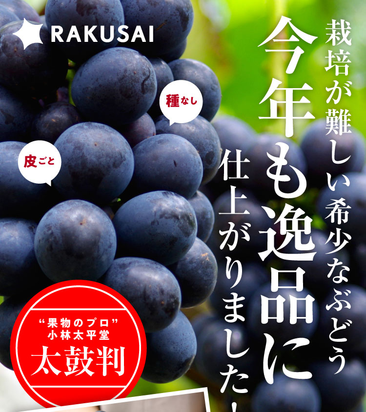 【産地直送】希少な高級黒ぶどう『ナガノパープル』（長野県産）