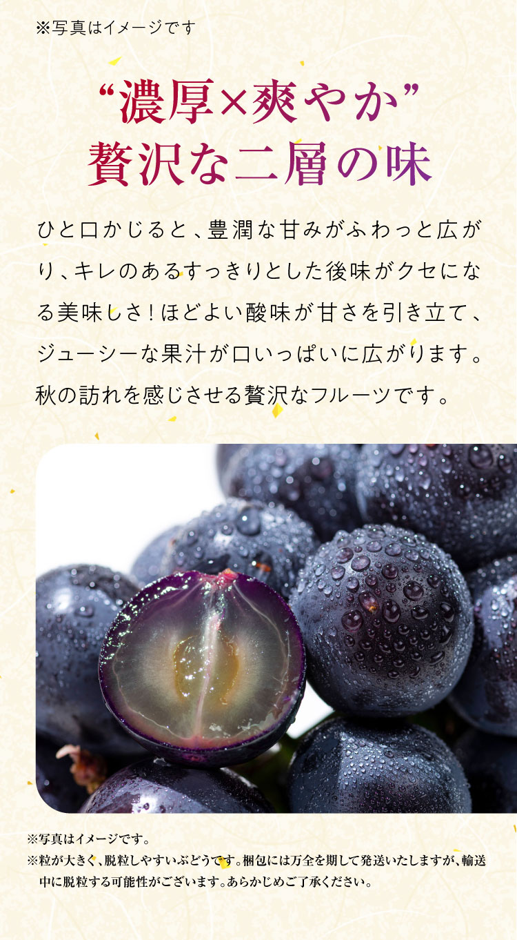 【産地直送】希少な高級黒ぶどう『ナガノパープル』（長野県産）