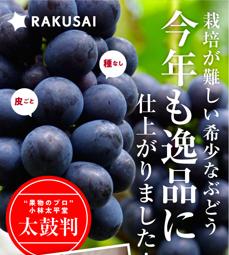 【産地直送】希少な高級黒ぶどう『ナガノパープル』（長野県産）