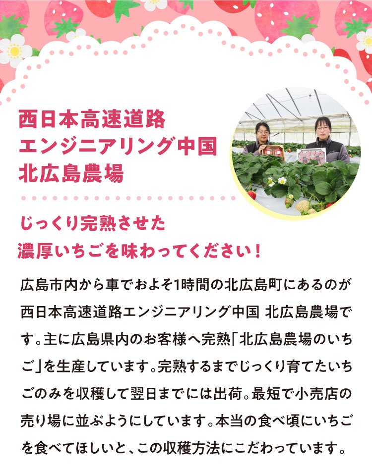 【産地直送】北広島農場さんの『おいCベリー』（広島県産）