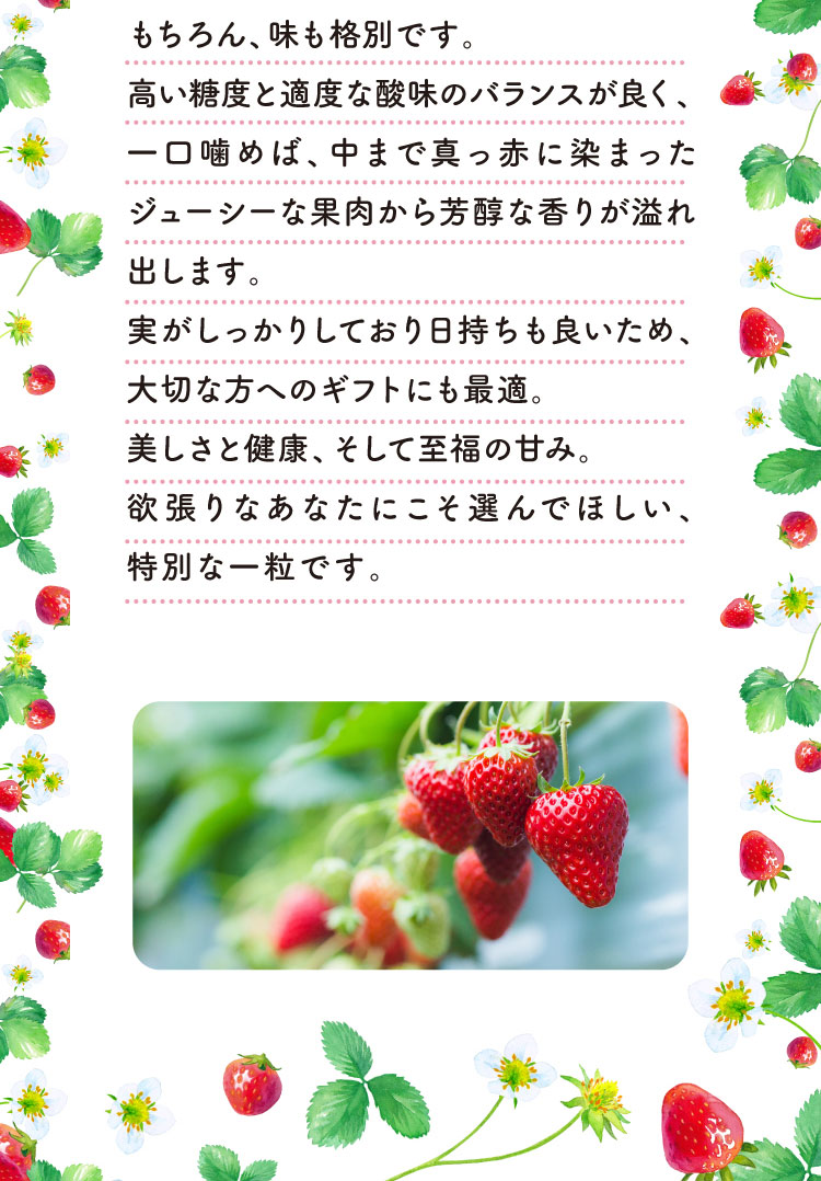 【産地直送】北広島農場さんの『おいCベリー』（広島県産）