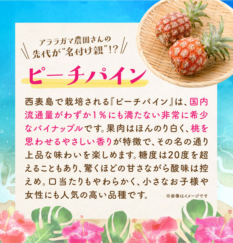 【産地直送】アララガマ農園さんの『ピーチパイン』（西表島産）